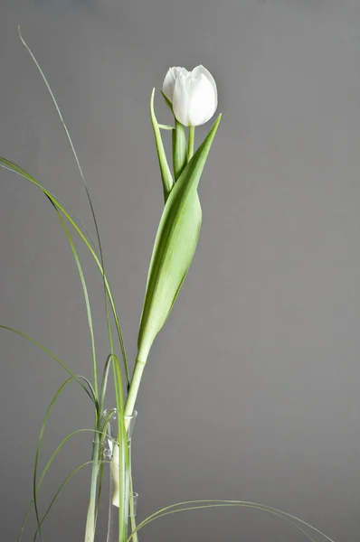 Piękny biały tulipan — Zdjęcie stockowe