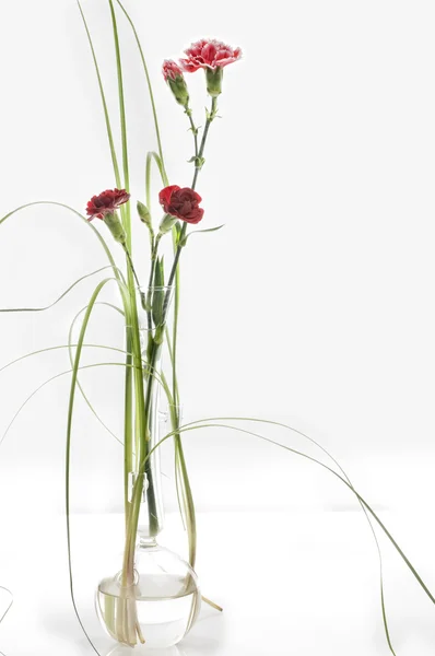 Hermoso clavel de primavera — Foto de Stock