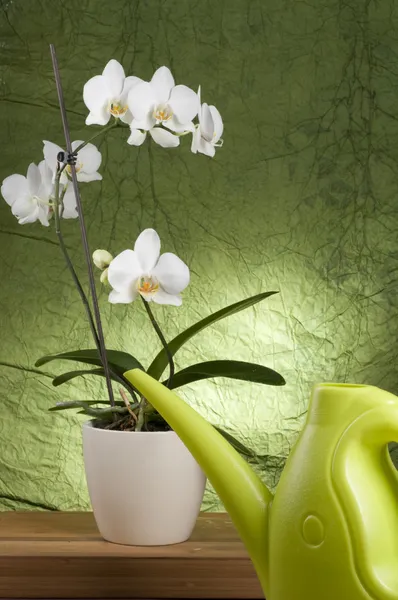Güzel beyaz orkide — Stok fotoğraf