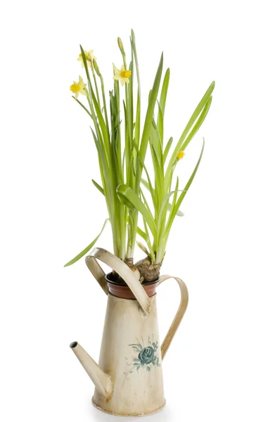 Flores de narciso de primavera em uma lata de rega — Fotografia de Stock