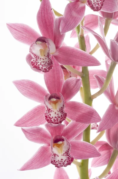 Bela flor de orquídea — Fotografia de Stock