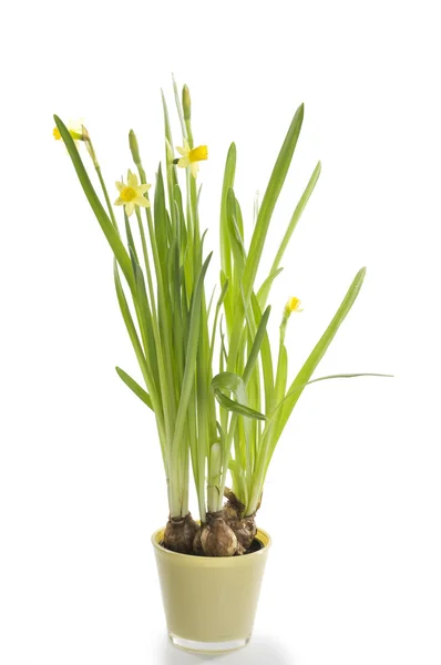 Narcisos de primavera en una olla — Foto de Stock