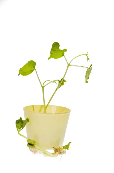 Primavera verde novo broto de planta em co vidro amarelo — Fotografia de Stock