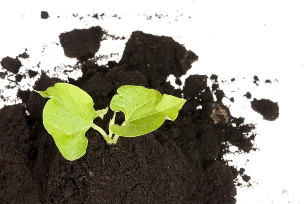 緑色植物は土壌で成長しています。 — ストック写真