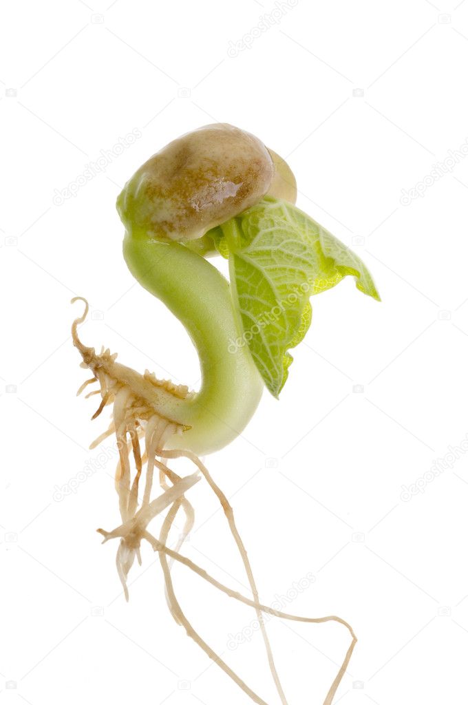Bean sprout Stock Photo by ©margaryta 2402106