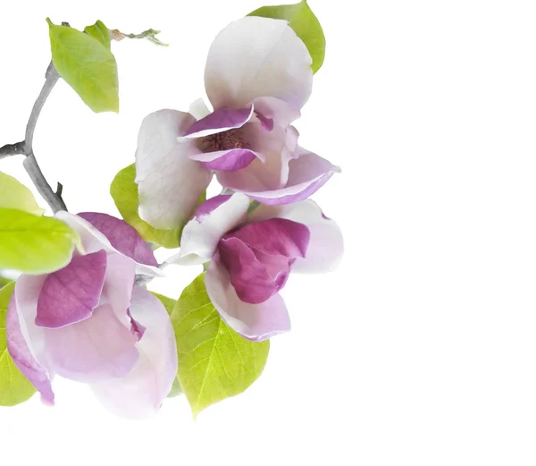 Rama floreciente a magnolias . Imagen de stock