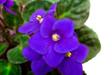 Flowers violet, Saintpaulia isolated on