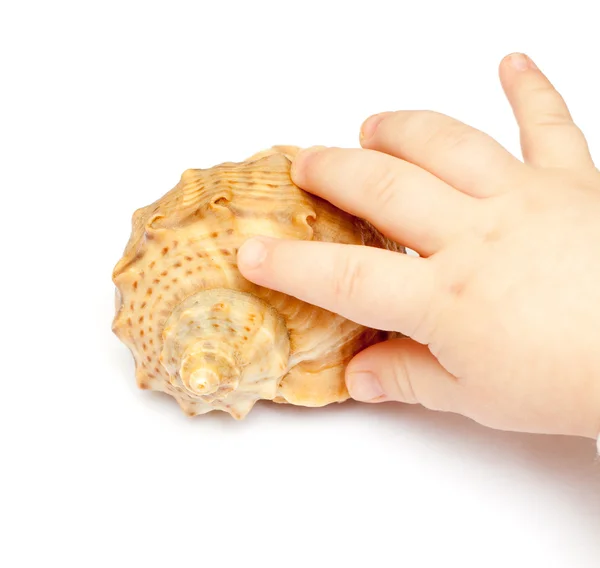 Hand baby takes shell — Stock Photo, Image