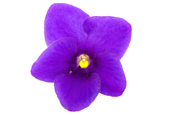 Flores violeta, Saintpaulia — Fotografia de Stock
