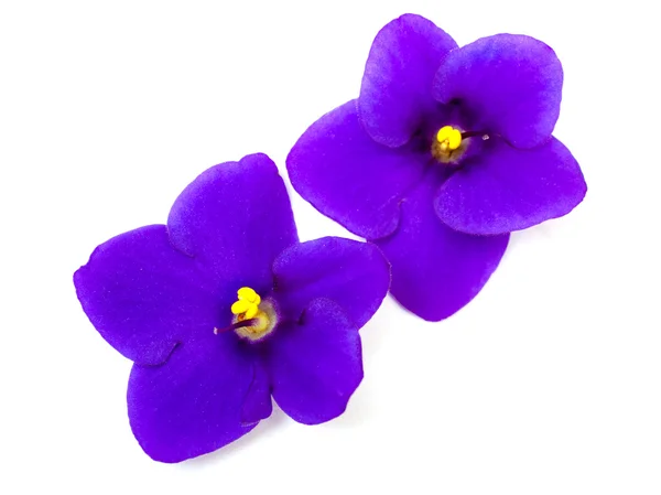 Flores violeta, Saintpaulia — Fotografia de Stock