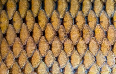 Fish scales texture clipart