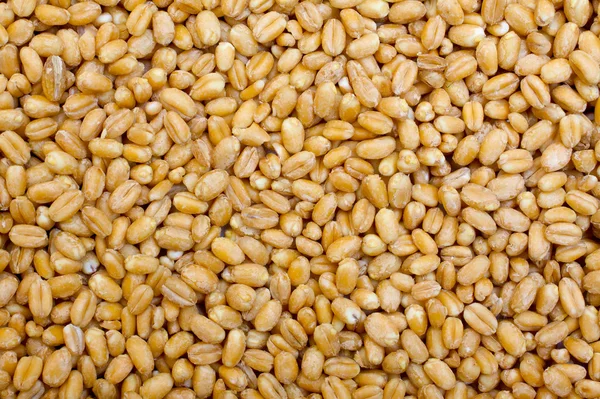 Pšenice textura — Stock fotografie