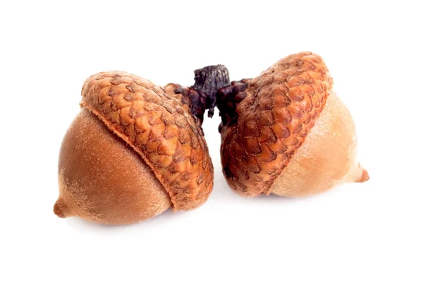 Two acorn isolated on white — Stock Photo, Image