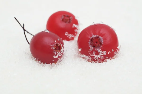 Cranberries no açúcar — Fotografia de Stock
