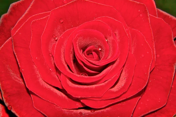 Czerwona róża tło — Zdjęcie stockowe