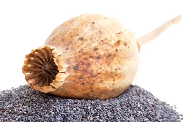 Boll poppy and a handful of poppy seeds — Stock Photo, Image