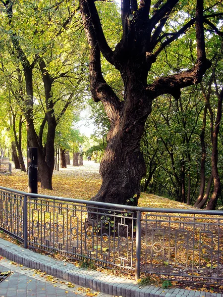 Πάρκο φθινόπωρο — Φωτογραφία Αρχείου