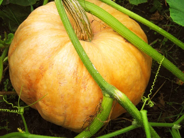 stock image Pumpkin in the garden