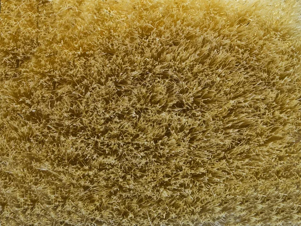 Textura da escova — Fotografia de Stock