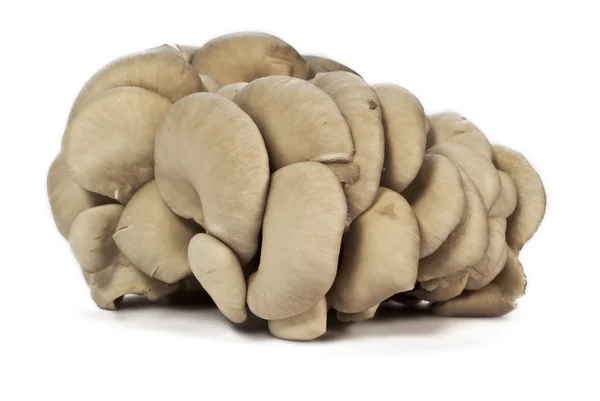 stock image Mushrooms