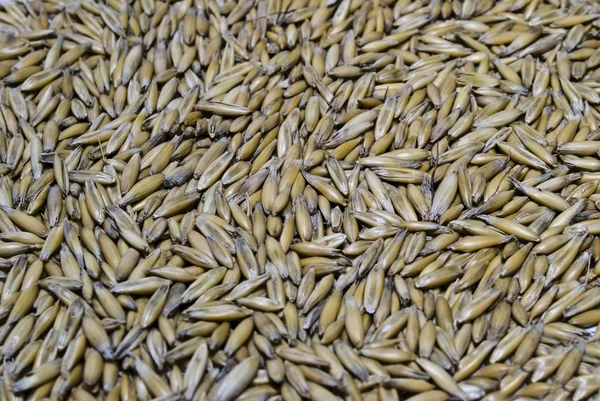 stock image Grains of a winter wheat, oats