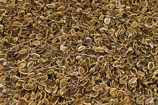 茴香籽 — 图库照片