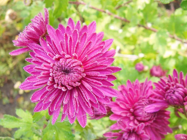 Asters — Stok fotoğraf