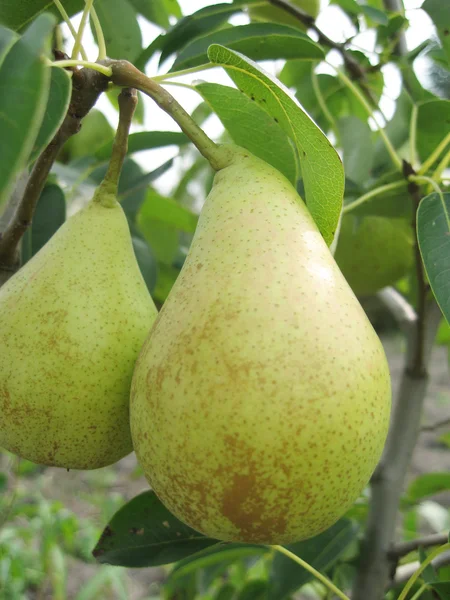Två päron på trädet — Stockfoto