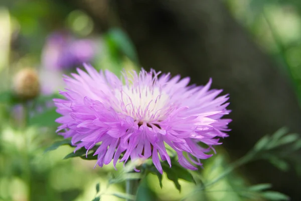 Stock image Wild flower