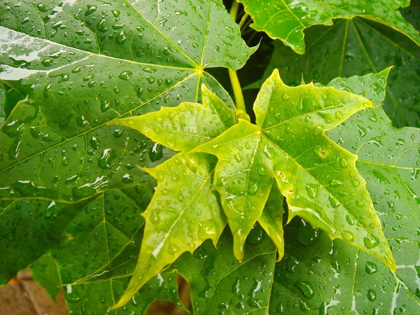 Yağmur sonra akçaağaç yaprağı — Stok fotoğraf