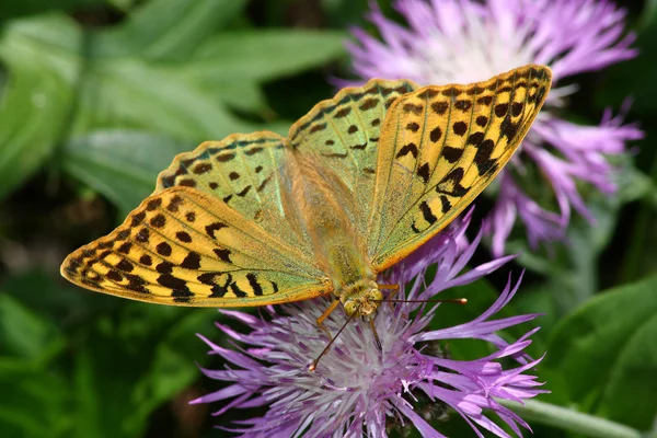 Tijger butterfly 2 — Stockfoto