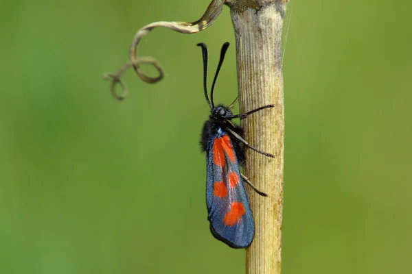 Day moth — Stock Photo, Image