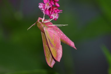 Pink hawkmoth clipart