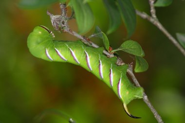 Horned caterpillar clipart