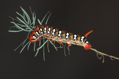 Hawkmoth caterpillar clipart