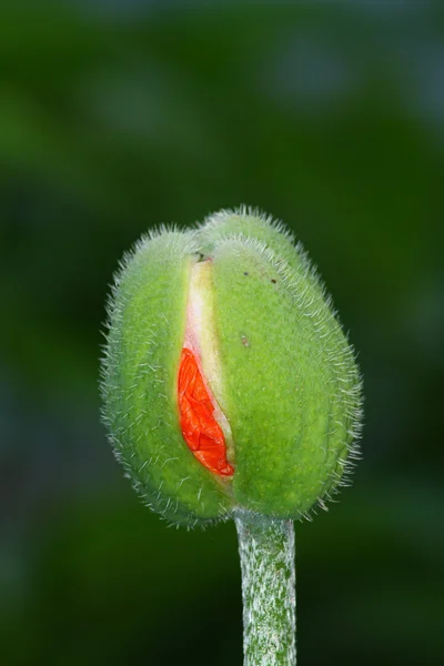 Grön poppyhead — Stockfoto