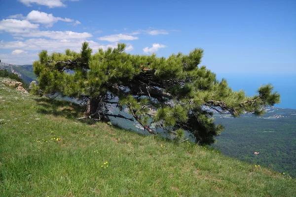 Mountain pine — Stockfoto