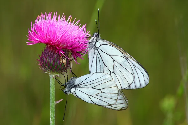 Para motyl — Zdjęcie stockowe
