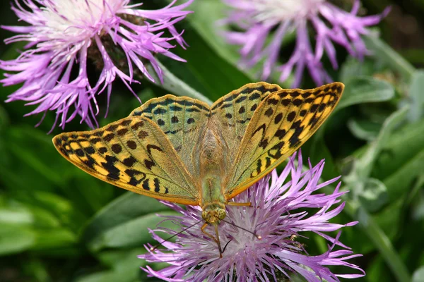 Kaplan kelebek — Stok fotoğraf