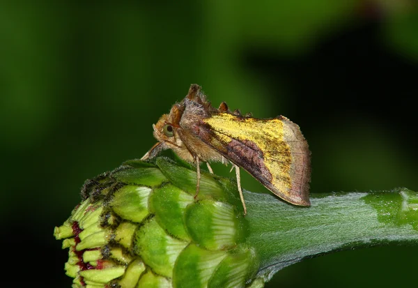 Papillon doré — Photo