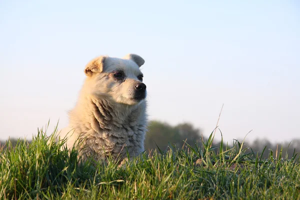 beyaz köpek