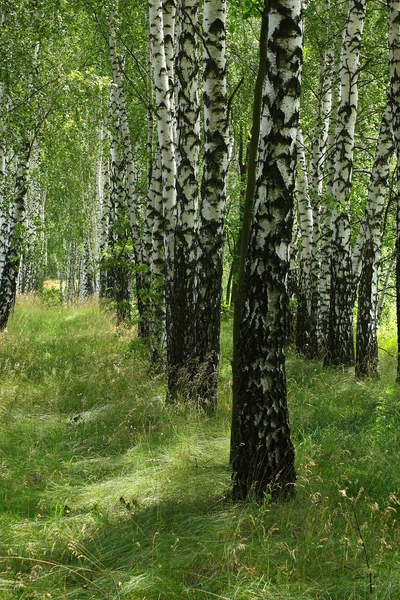 Berk grove 2 — Stockfoto