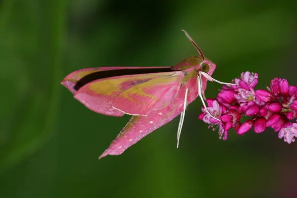 Roze vlinders — Stockfoto