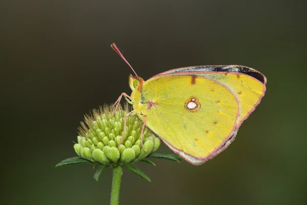 Gele vlinder — Stockfoto