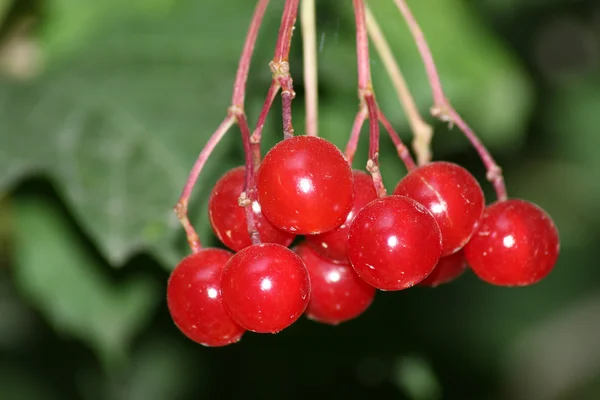Berry vermelho — Fotografia de Stock