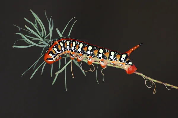 Vlinders caterpillar Rechtenvrije Stockafbeeldingen