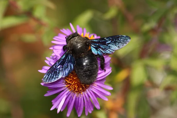 Violett bee — Stockfoto