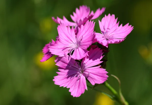 Rózsaszín virágok — Stock Fotó