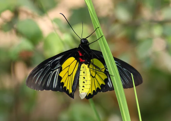 Тропік метелик — стокове фото