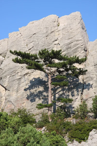 Crimea pine